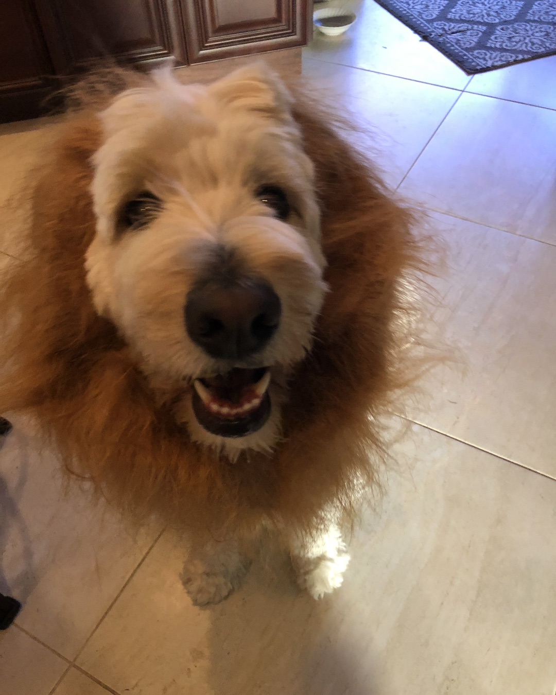 Bria the Goldendoodle