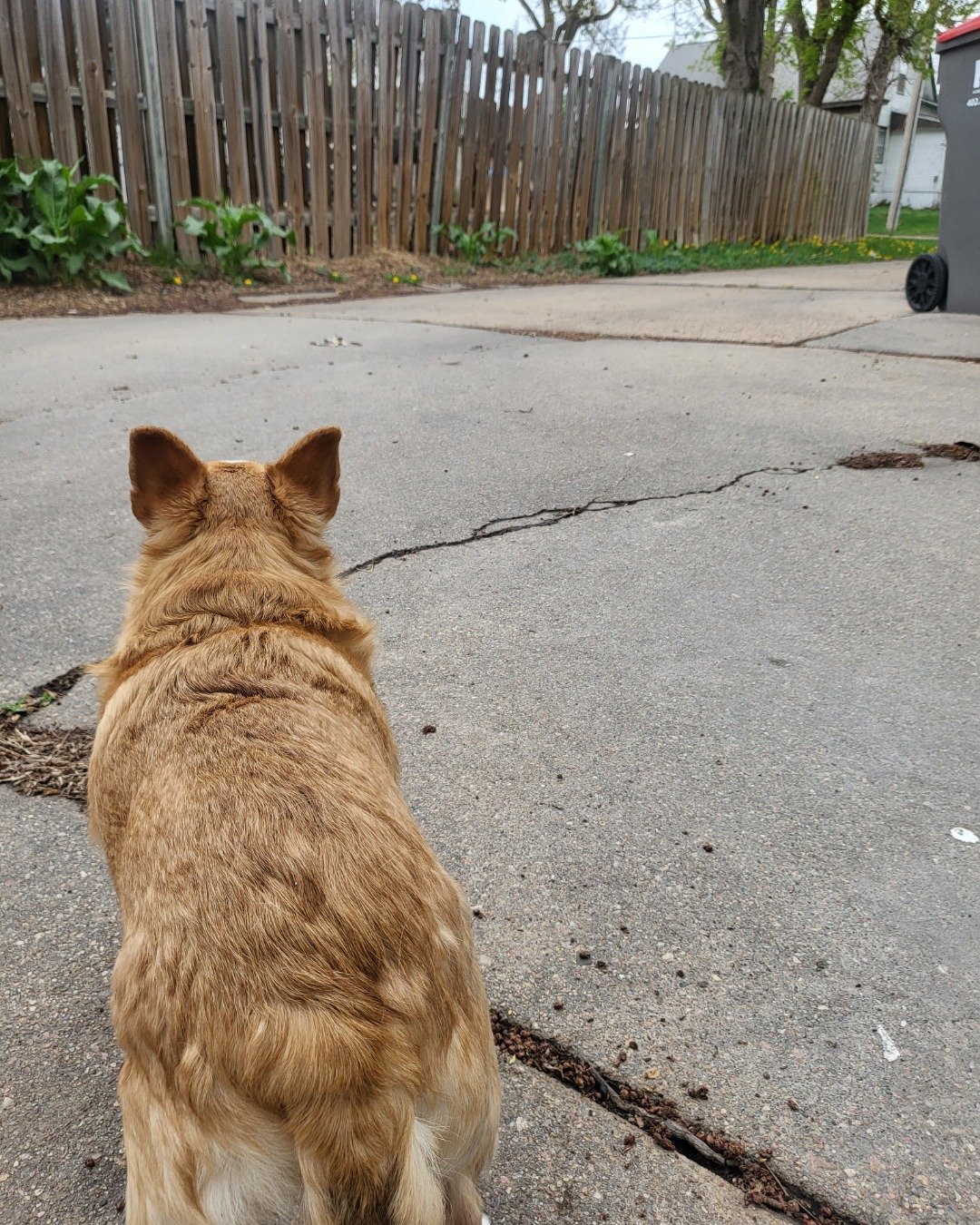 Pippy the Pom-chi (Short hair). City, Road, Street, Urban, Neighborhood, Backyard