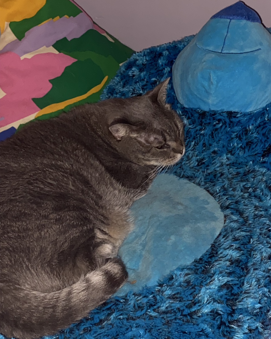 Lilith the Idk. Furniture, Cat, Home Decor