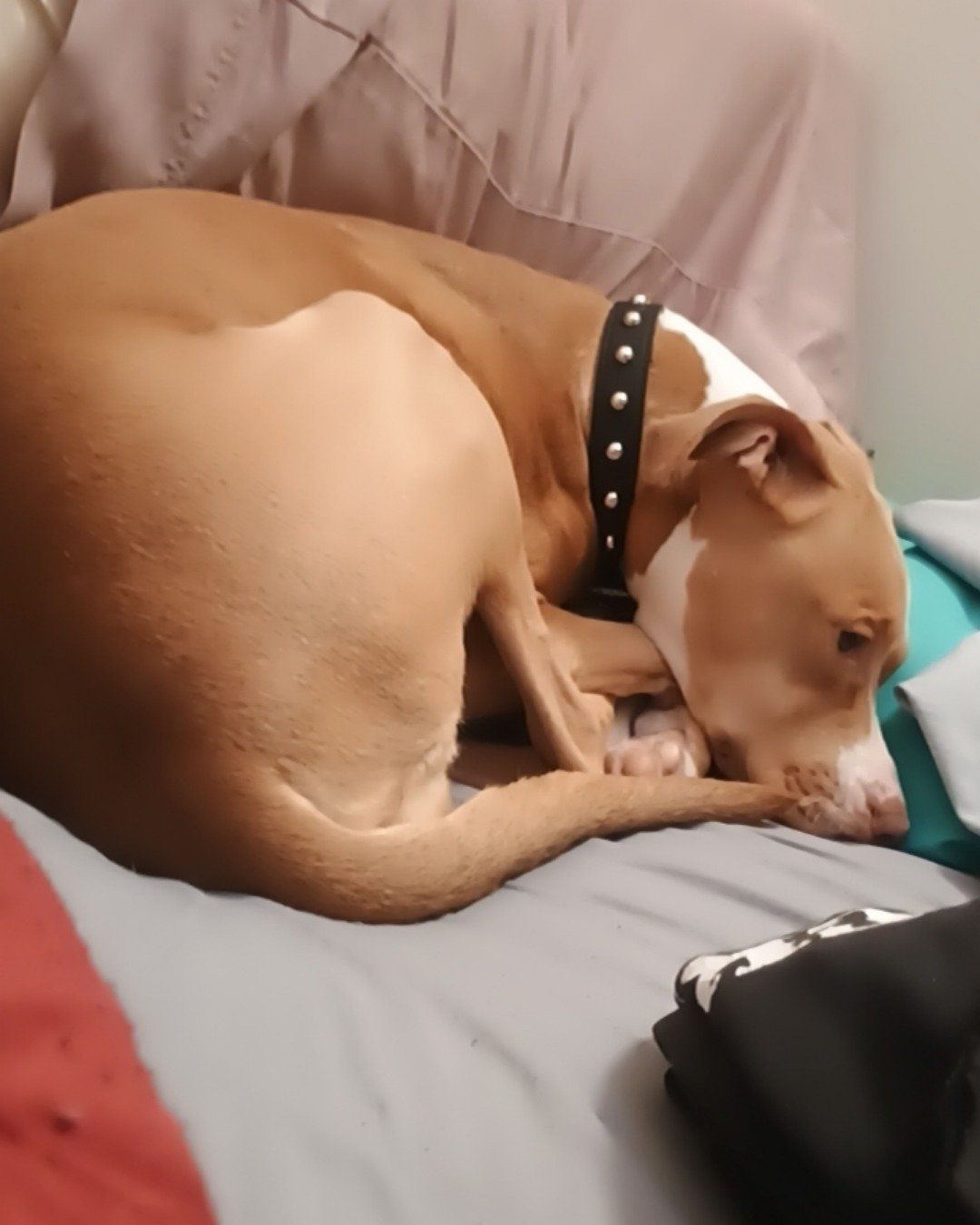 Cinnamon the Pitbull lab mix. Dog