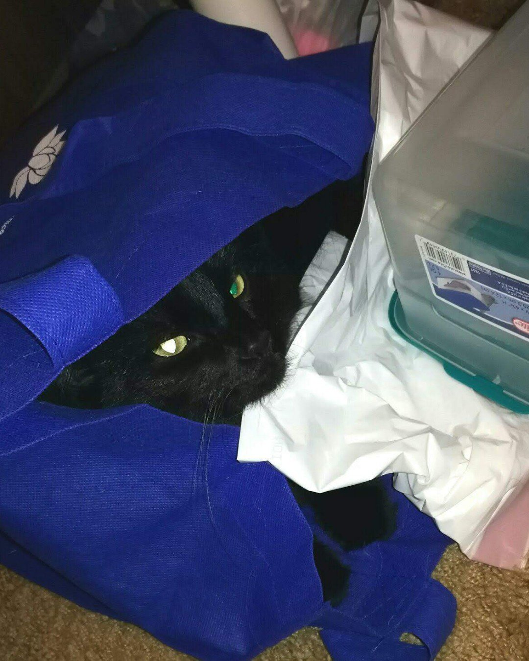 Sylvester the Unsure. Bag, Cat, Black Cat