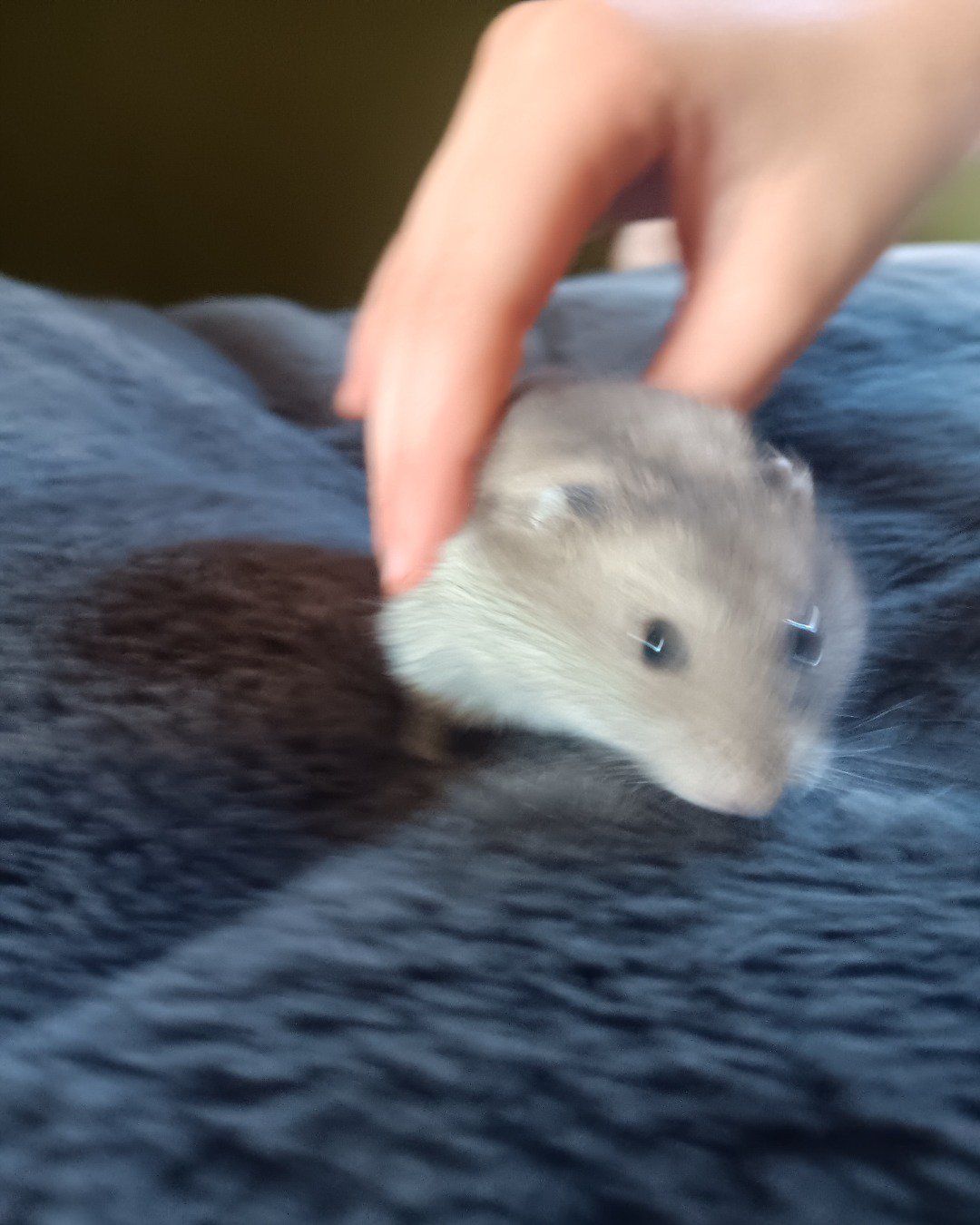Luca. Rodent, Rat, Hamster