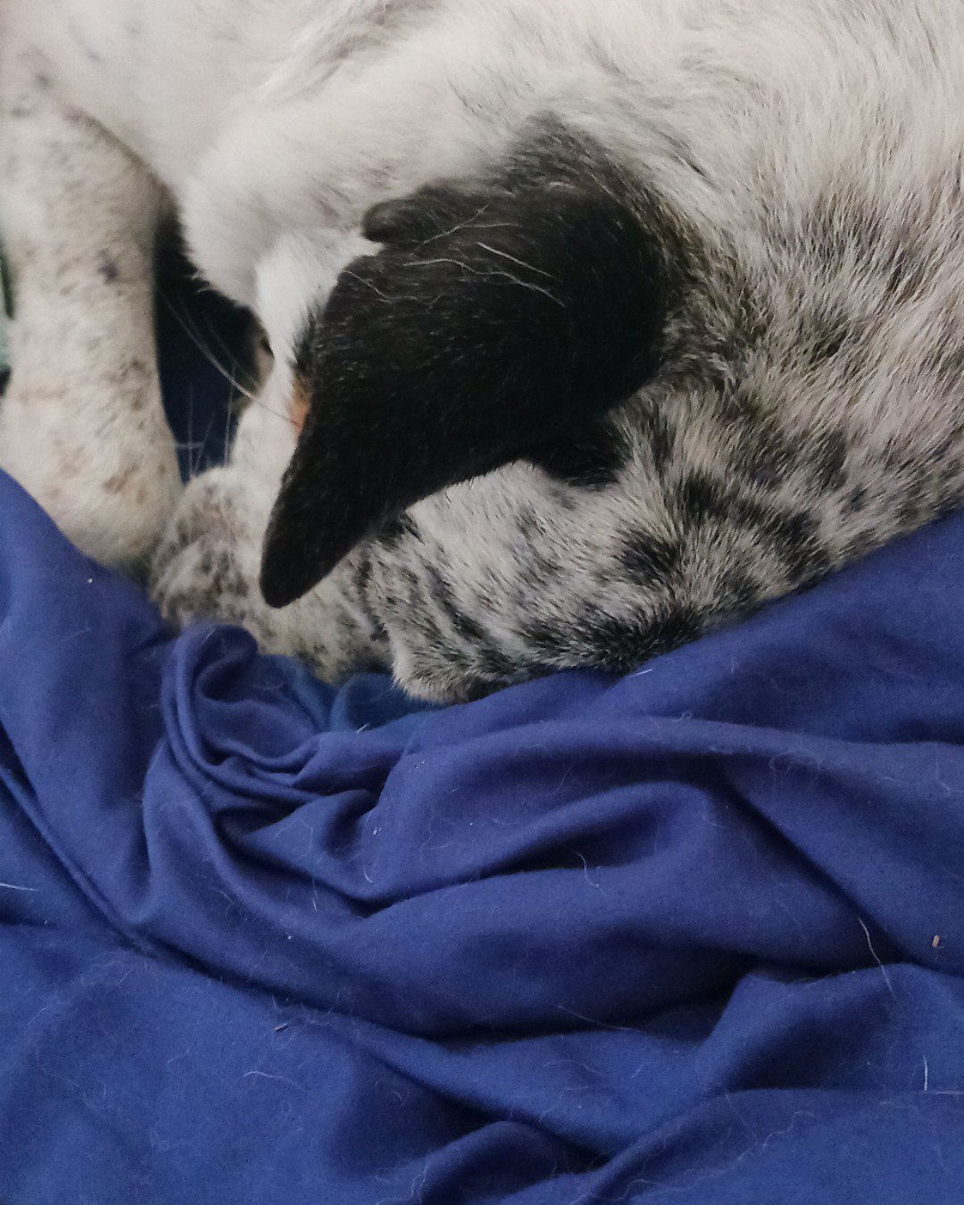 river the blue heeler. Person, Sleeping, Blanket, Dog, Puppy