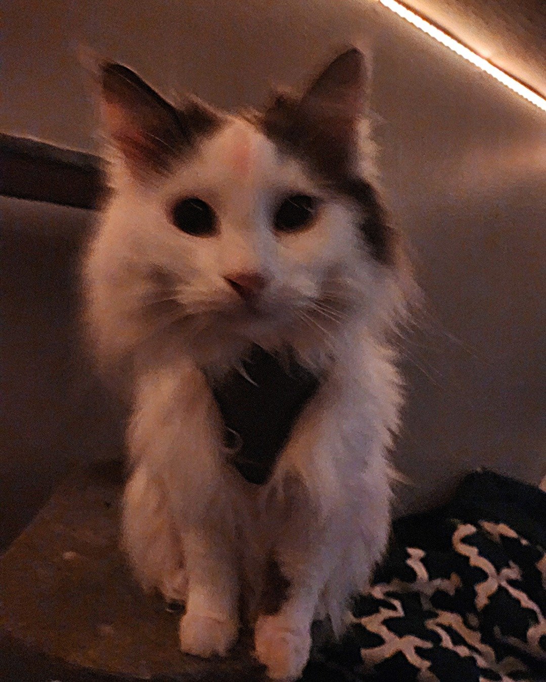 Twinkie the Maine Coon/Ragdoll. Cat, Kitten, Angora