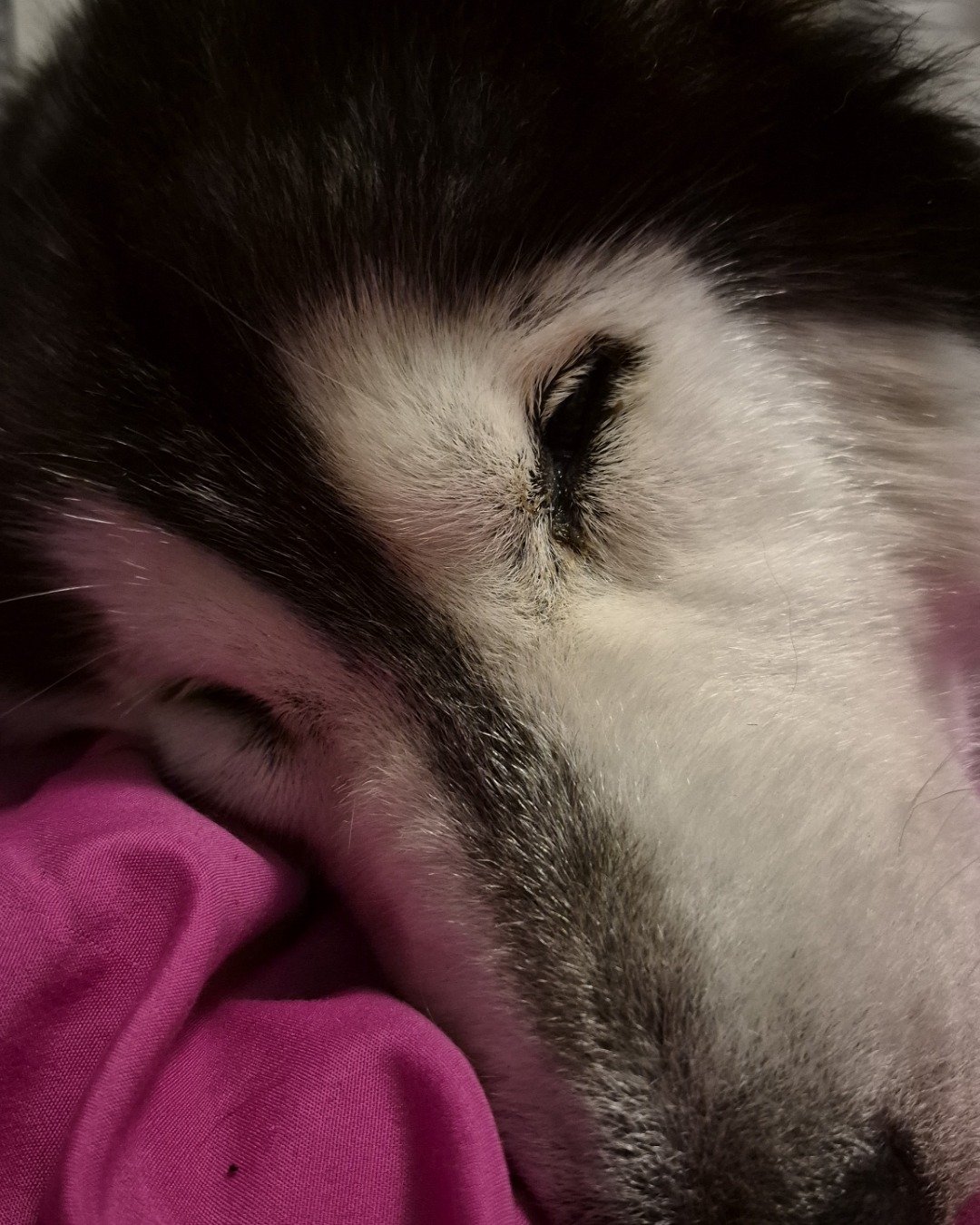 Tasha the Husky/wolf. Dog, Husky, Puppy, Cat