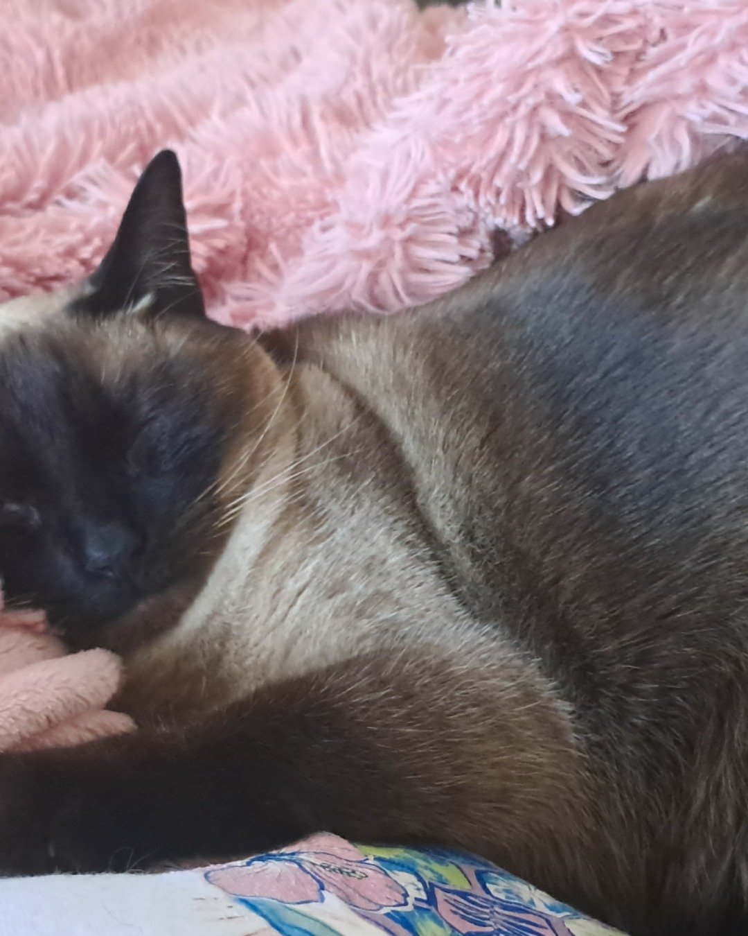 Luna🌙💫 (twin of Stella) the Siamese. Cat, Siamese