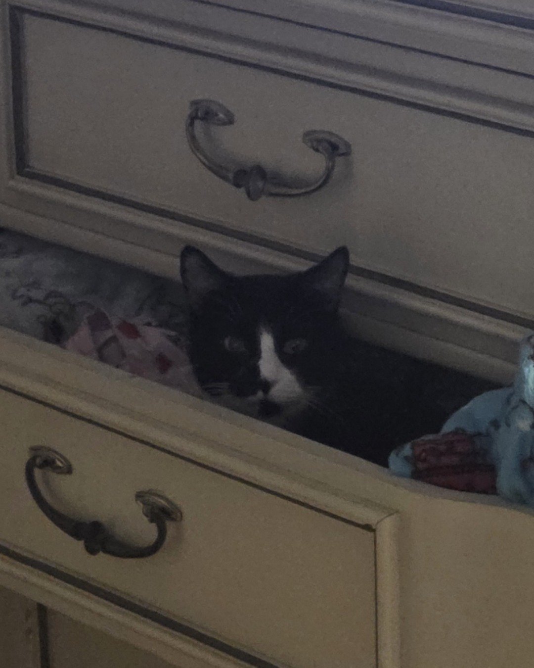 Lorelai the Tuxedo. Drawer, Furniture, Cabinet, Cat