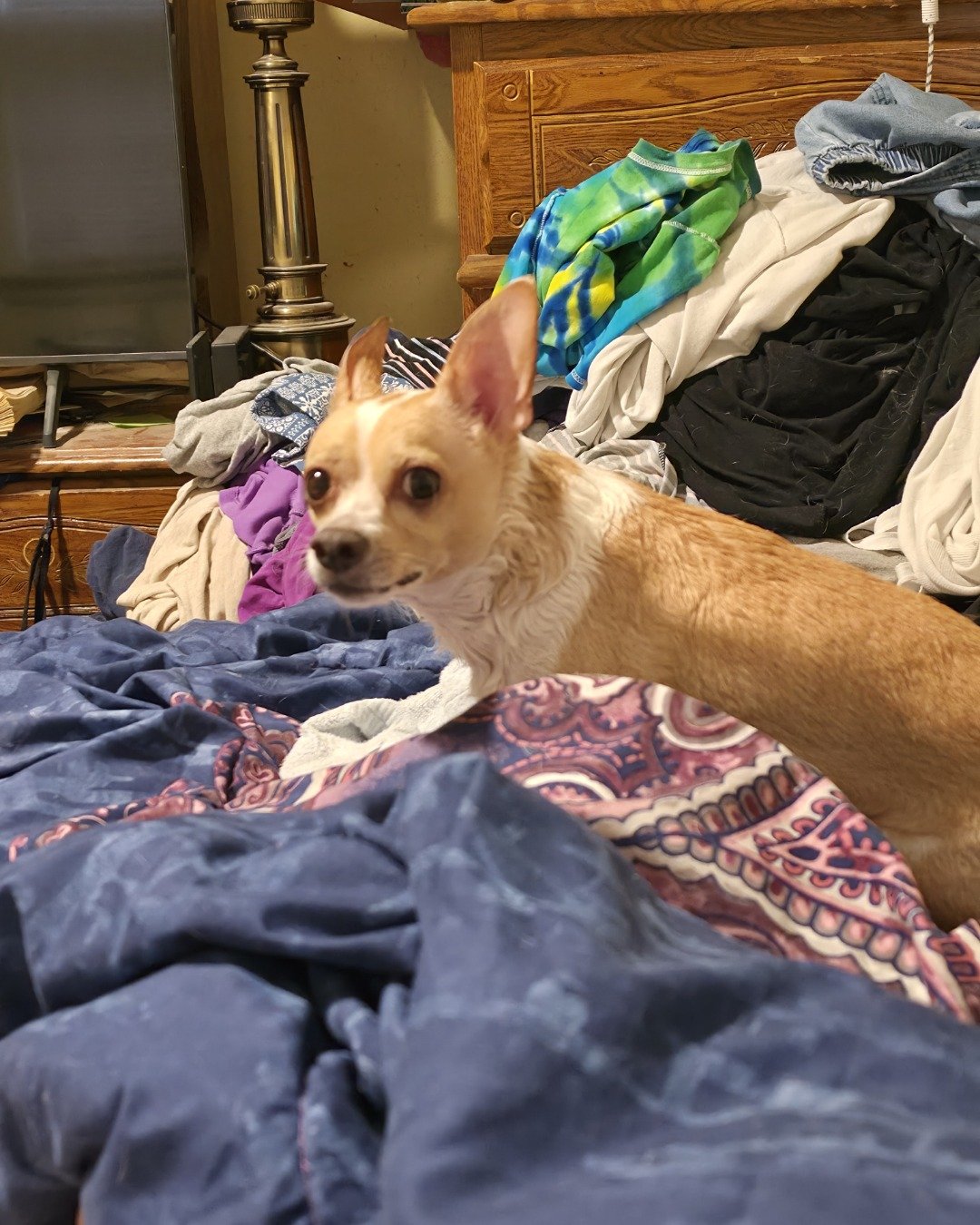 Zeus the Chihuahua. Blanket, Dog, Furniture, Chihuahua, Bed, Bedroom