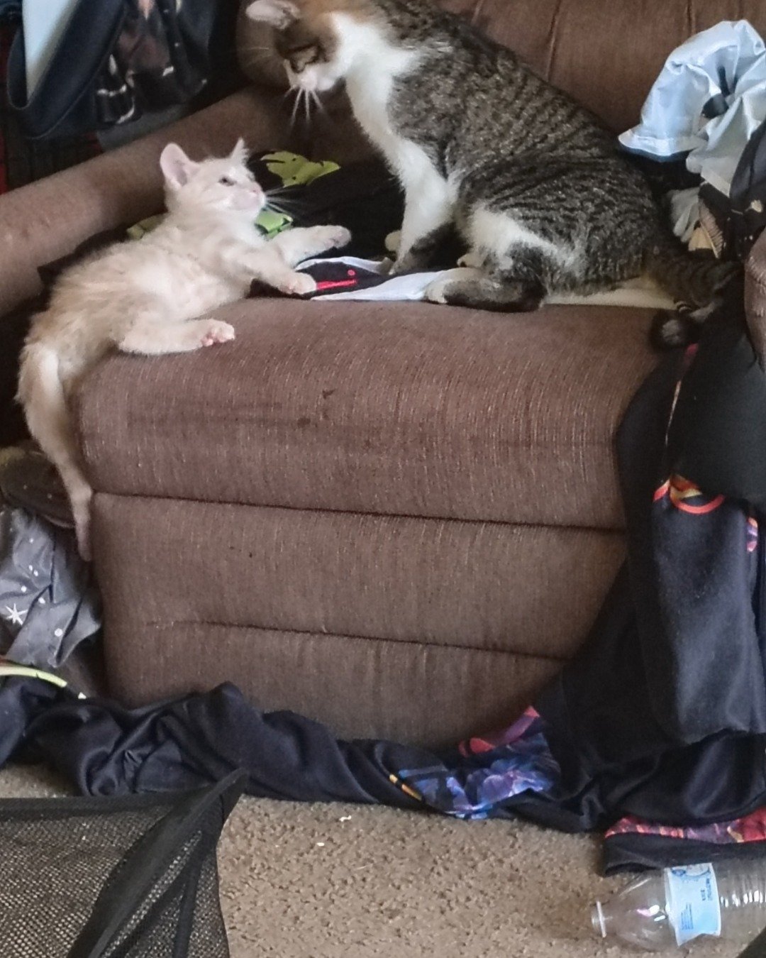 Athena. Couch, Furniture, Cat