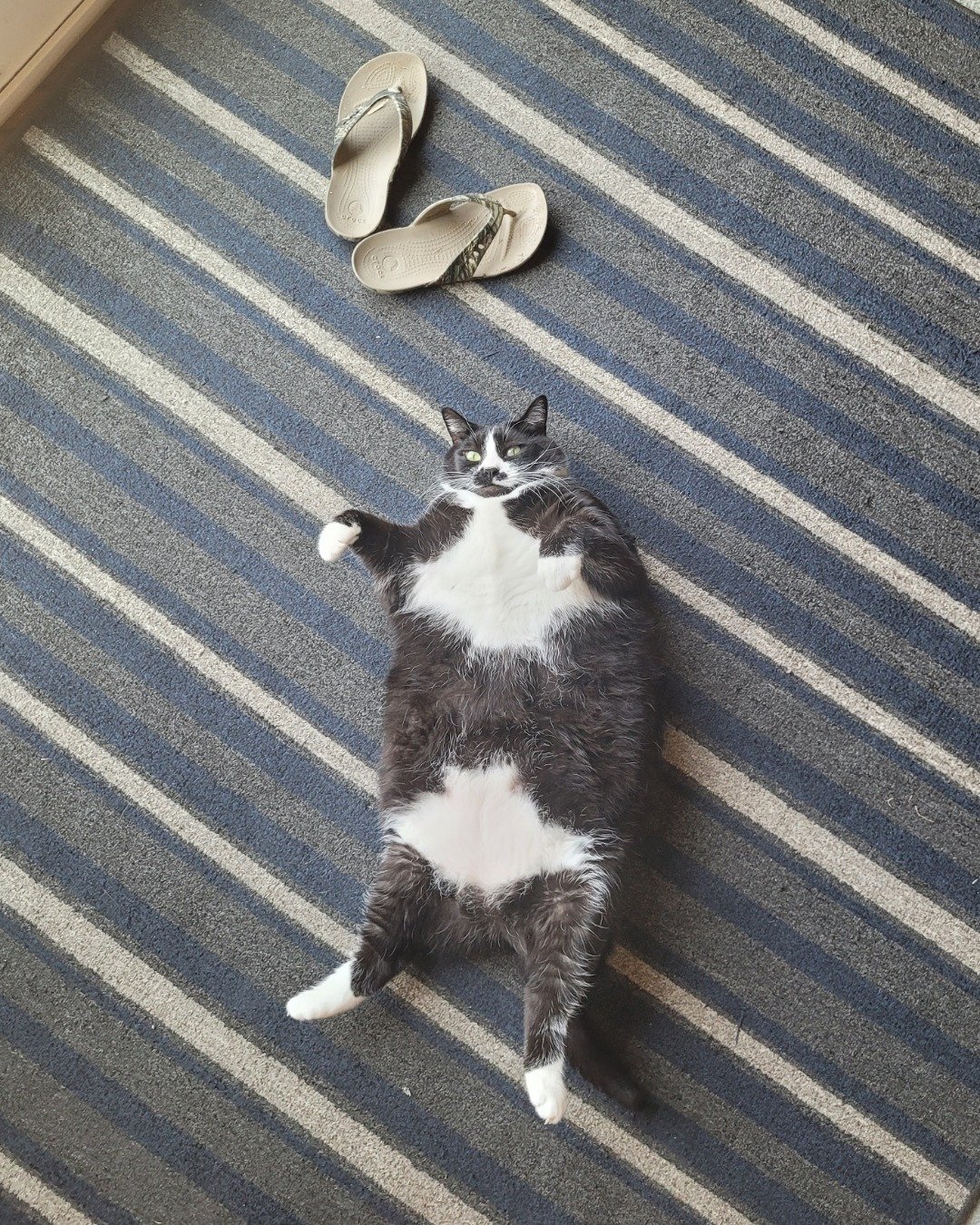 tilly the tuxedo. Clothing, Footwear, Sandal, Cat, Shoe, Home Decor
