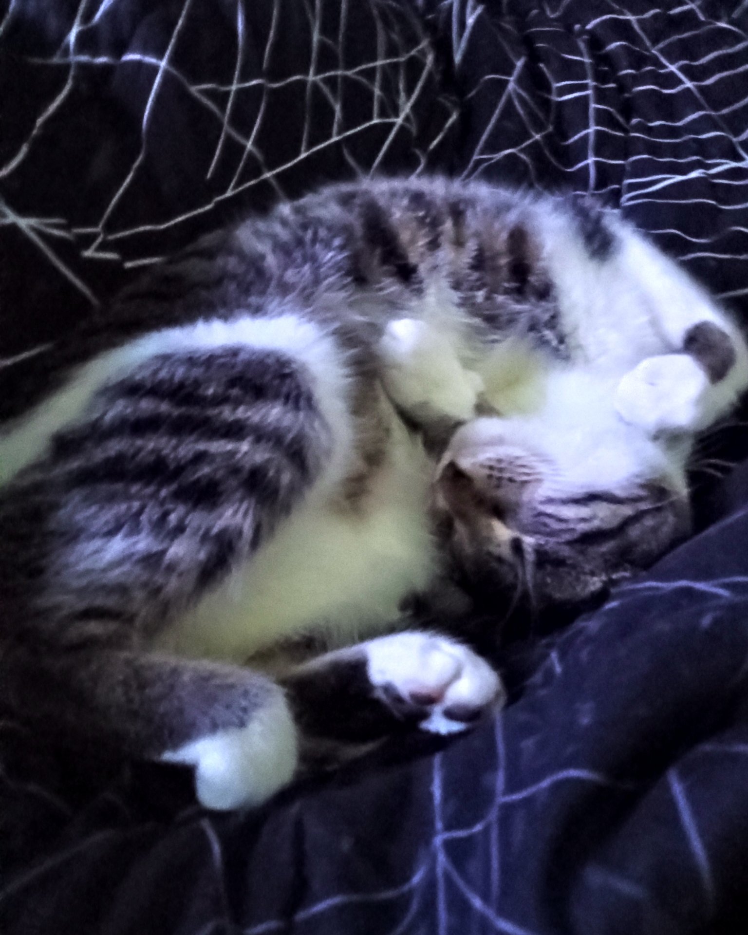 Athena. Cat, Kitten, Person, Sleeping, Manx