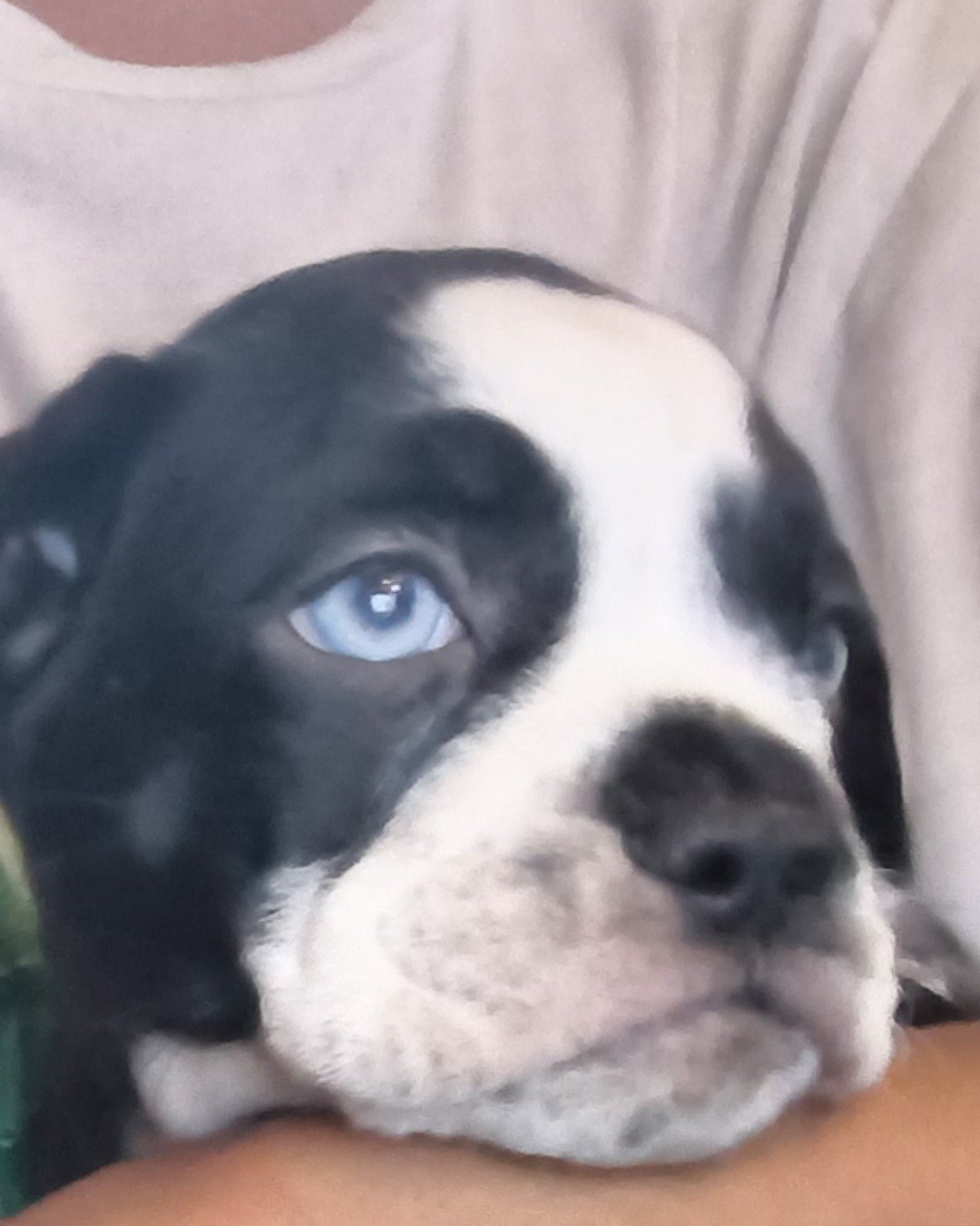 haven the petbull mixed with pug. Dog, Puppy, Hound, Bulldog