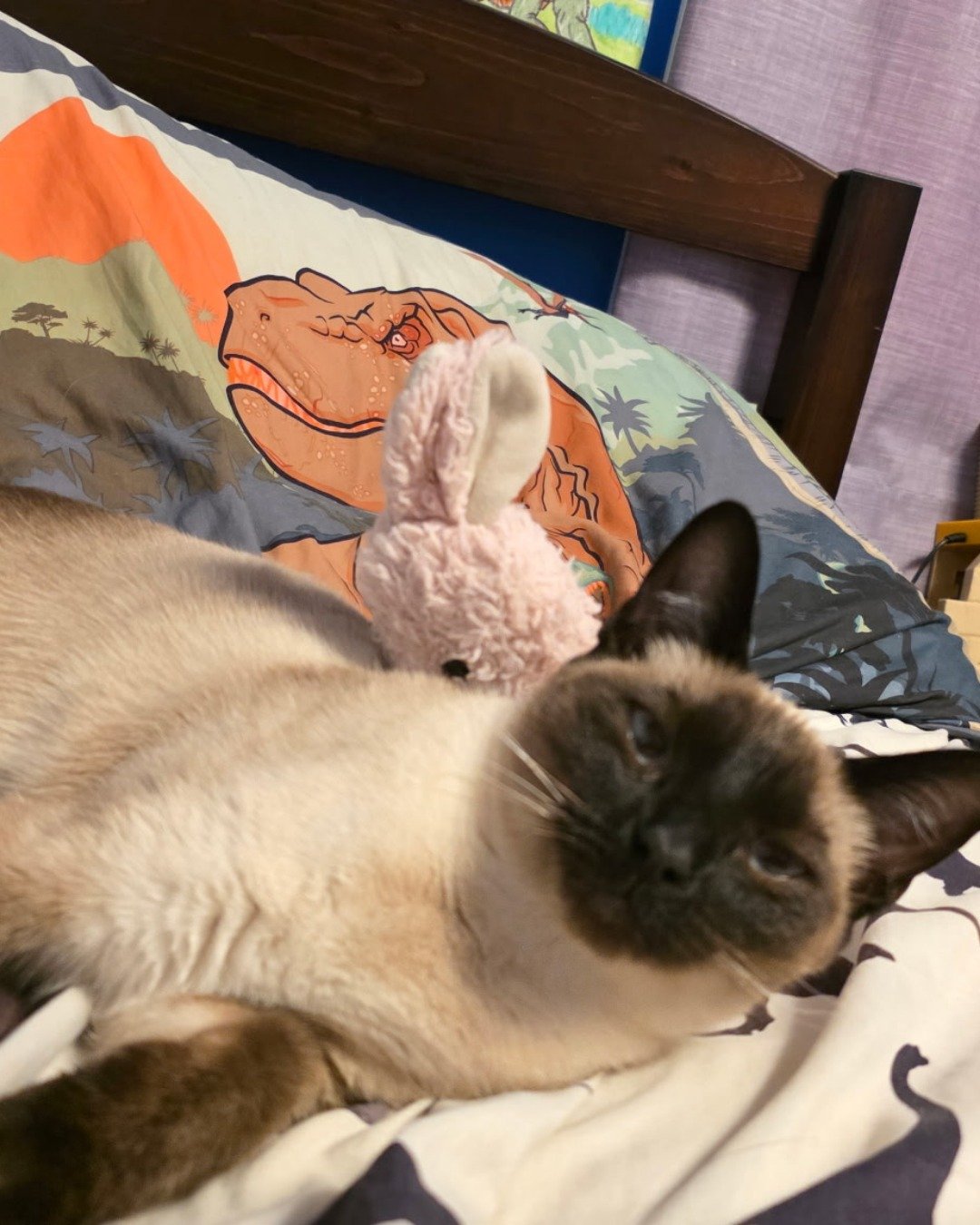 Luna🌙💫 (twin of Stella) the Siamese. Cat, Siamese
