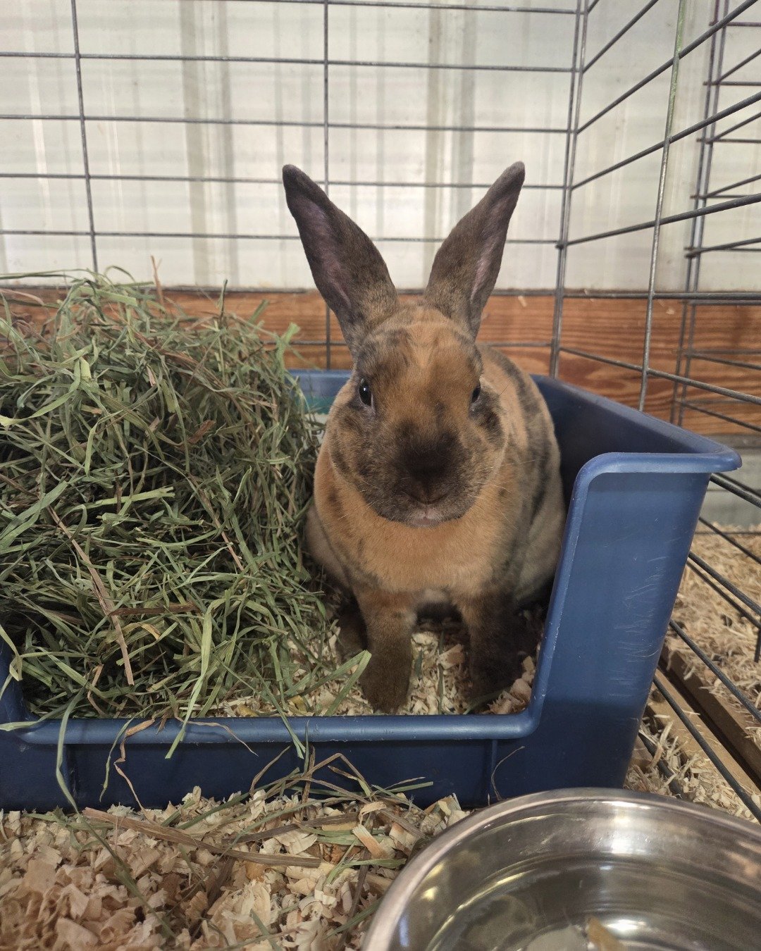 Tarzan the mini rex. Hare, Rodent, Rabbit