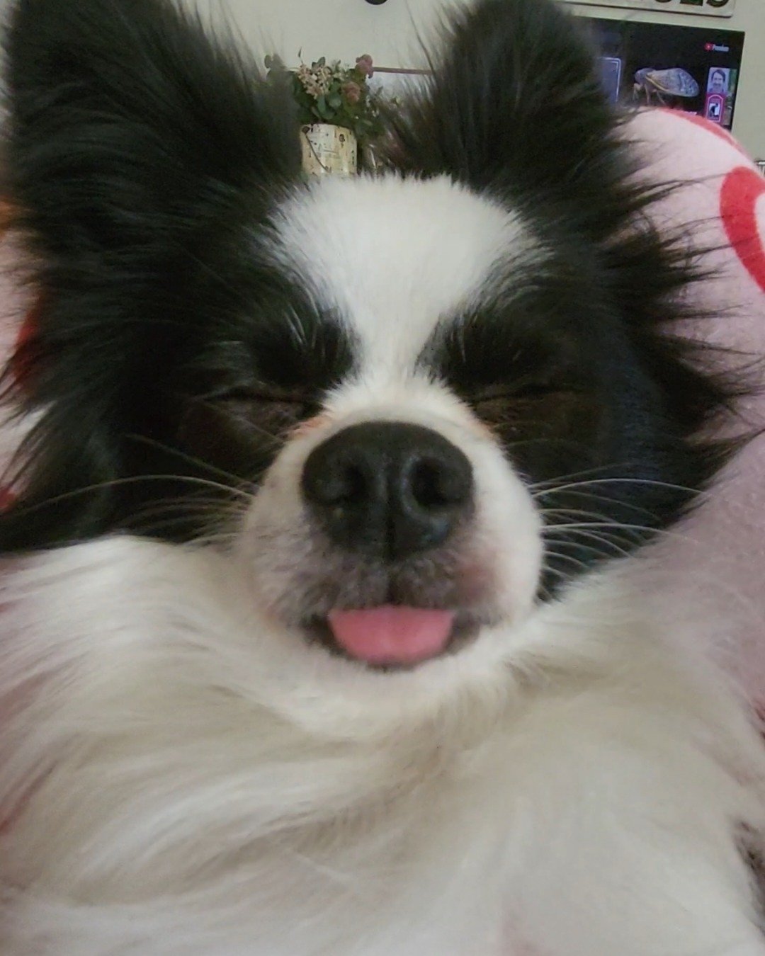 Danny the Long haired Chihuahua. Dog, Cocker Spaniel, Papillon