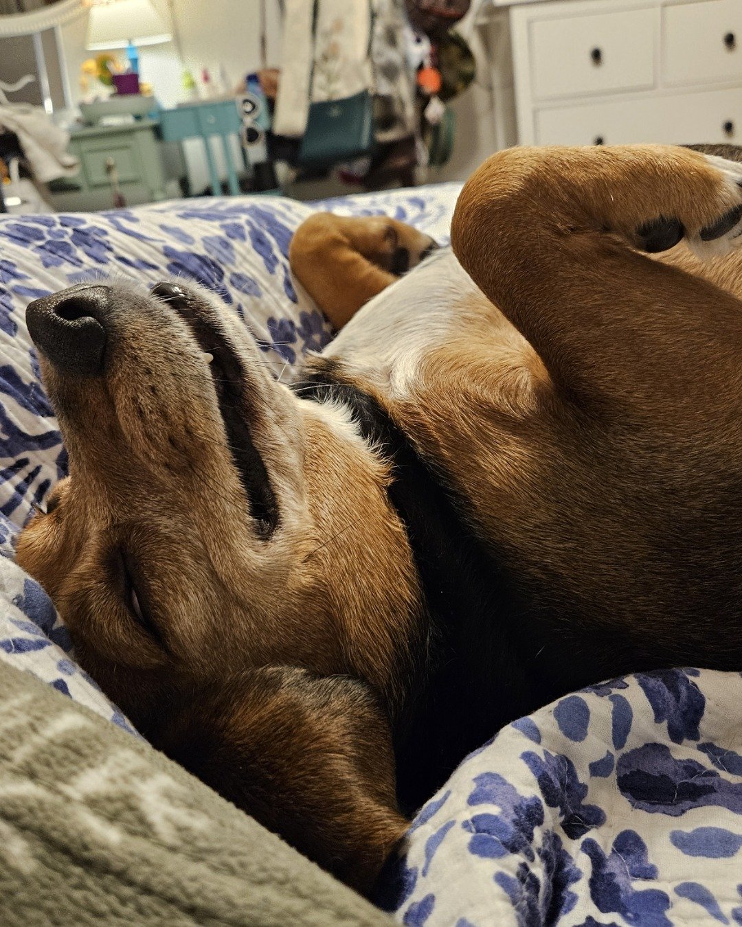 Emmy the Beagle. Dog, Hound, Person, Sleeping, Puppy, Furniture