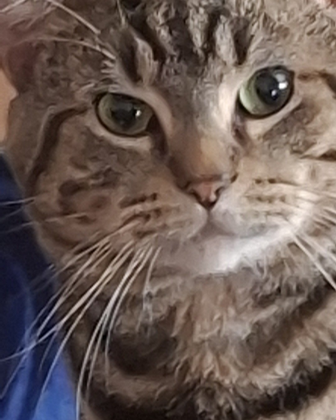 Hermes the taby. Cat, Abyssinian, Person