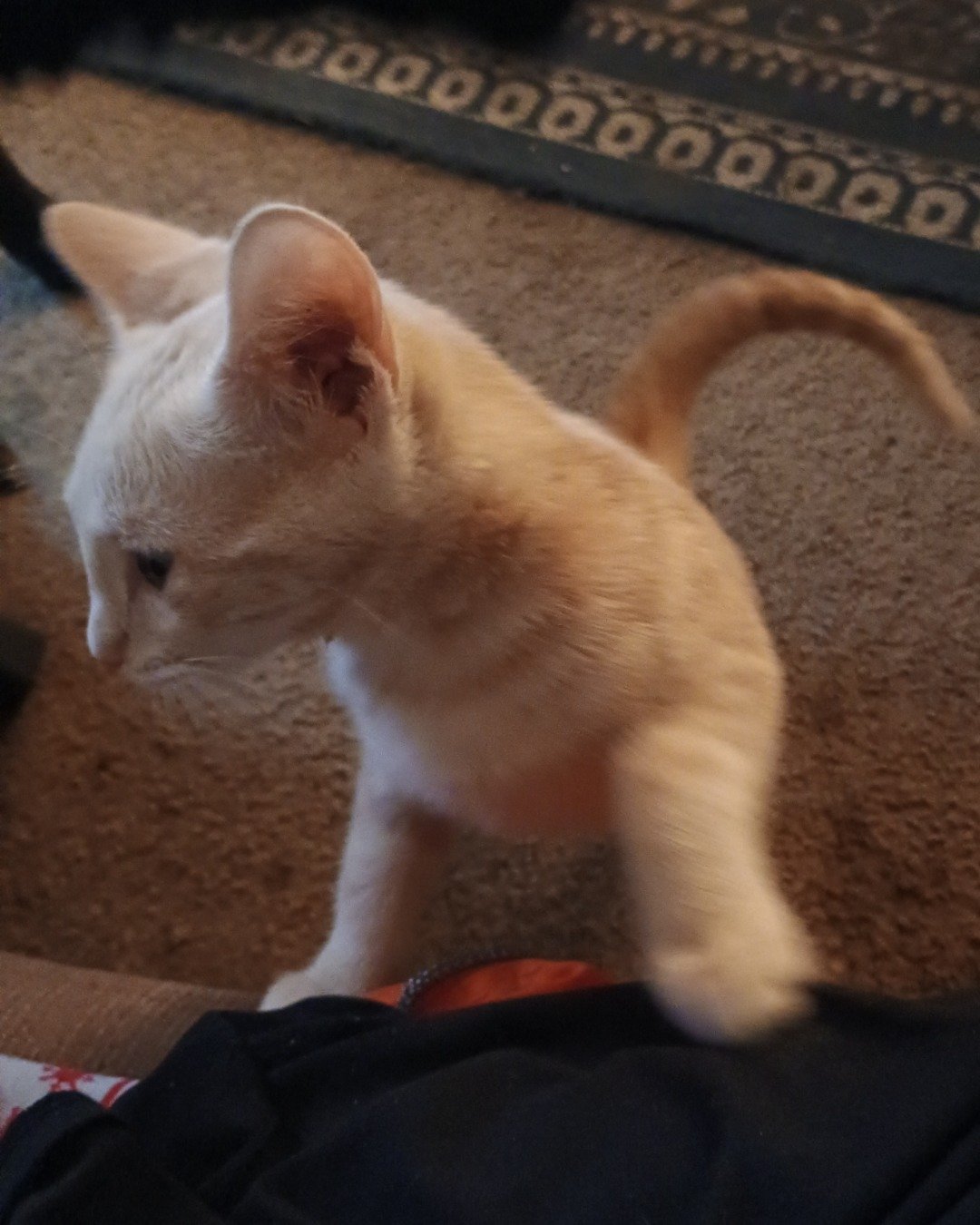 Aphrodite the orange cat. Cat, Kitten, Abyssinian