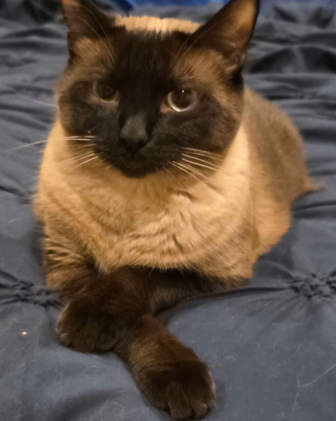 stub tail Stella🙃😎 (twin of Luna) the Siamese. Cat, Siamese