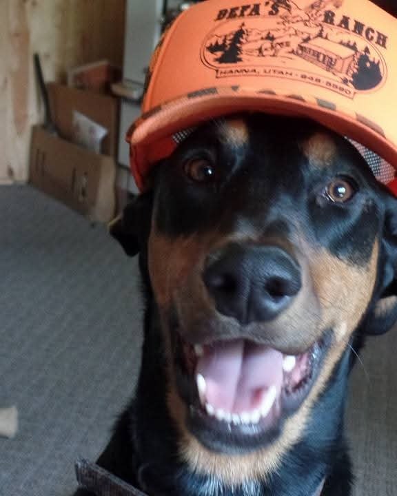 Dunn the Doberman Pinscher/Australian Shepherd. Baseball Cap, Cap, Clothing, Hat, Dog, Hound