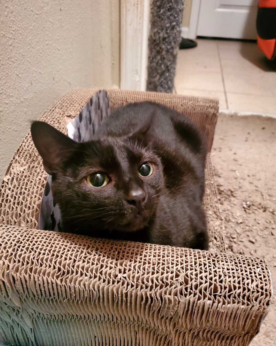Binx. Cat, Chair, Furniture
