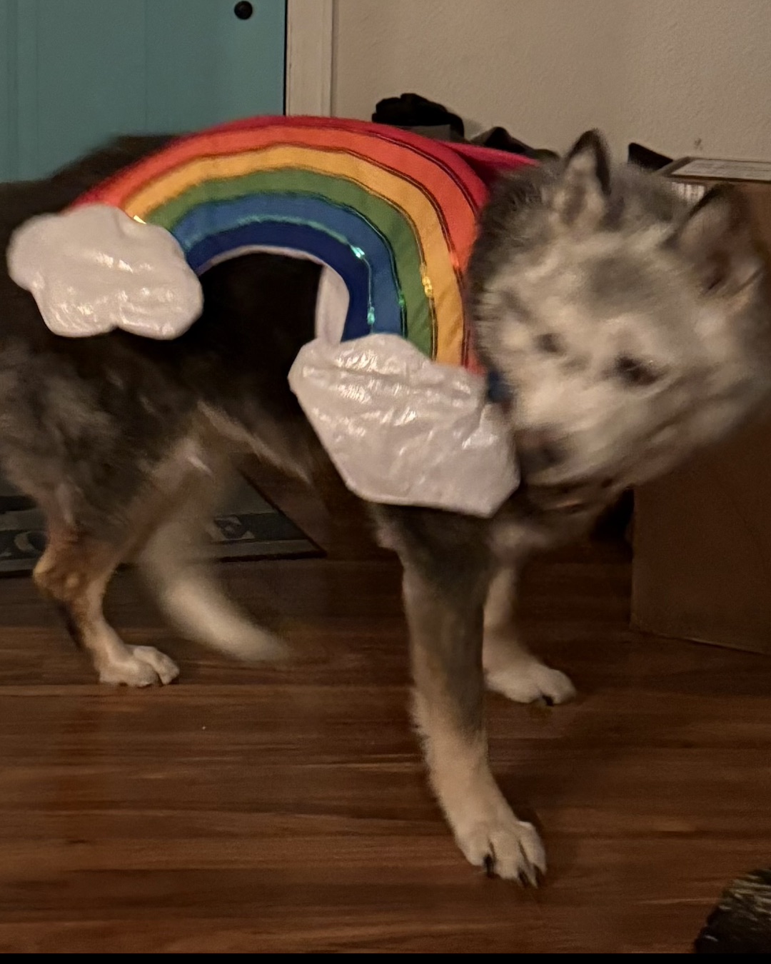 Loki the Husky Mix