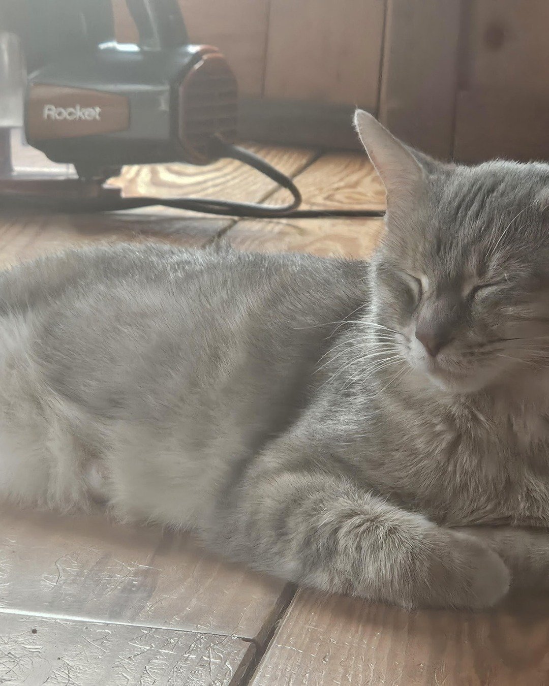 Opal the muted tortie. Cat, Kitten