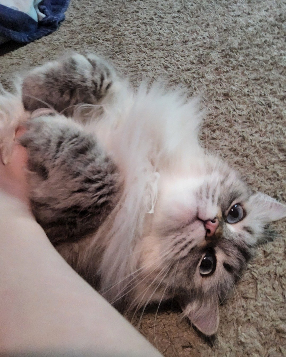 Luna the Persian Ragdoll. Cat, Kitten, Person