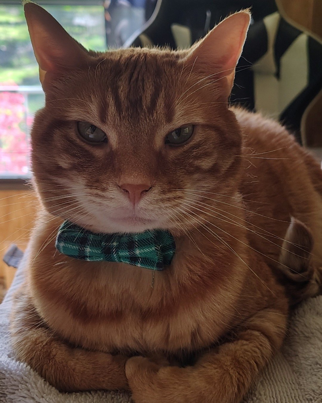 Harry the Ginger. Accessories, Formal Wear, Tie, Cat