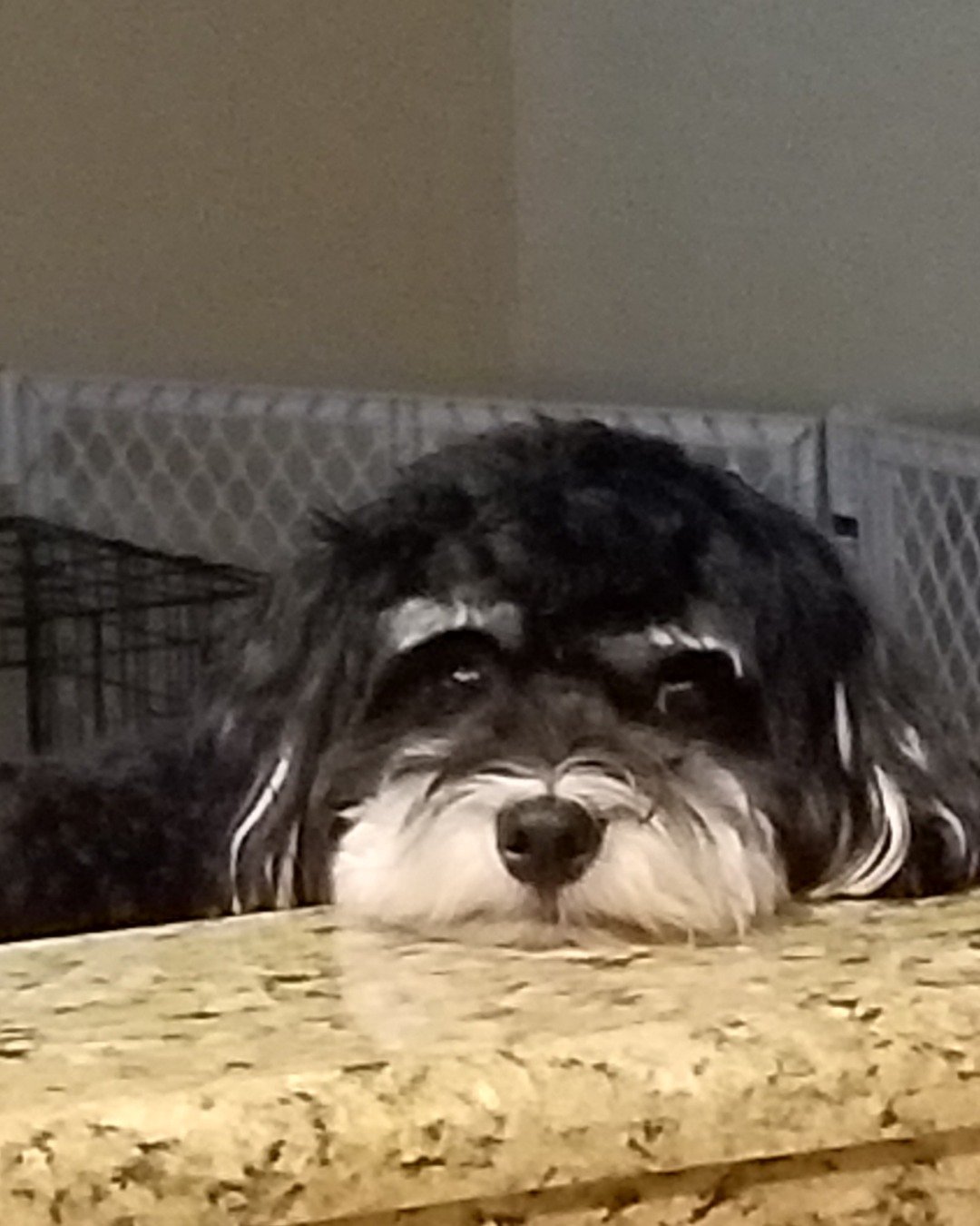 Bandit. Dog, Puppy
