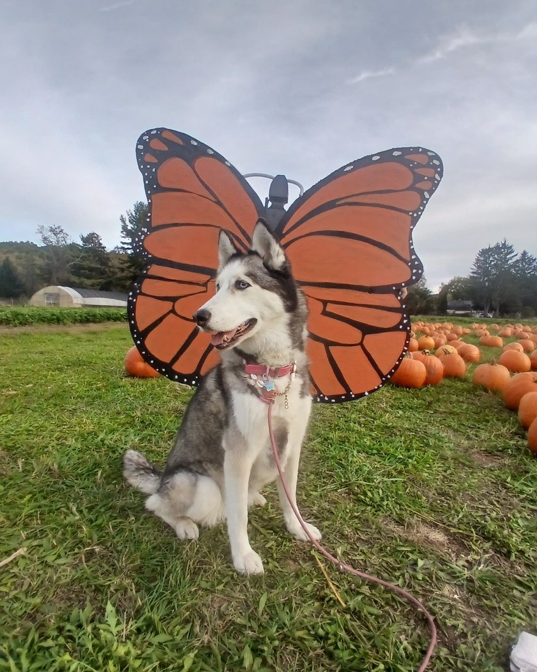 Akira the Liberian husky. Architecture, Building, Outdoors, Shelter, Grass, Plant