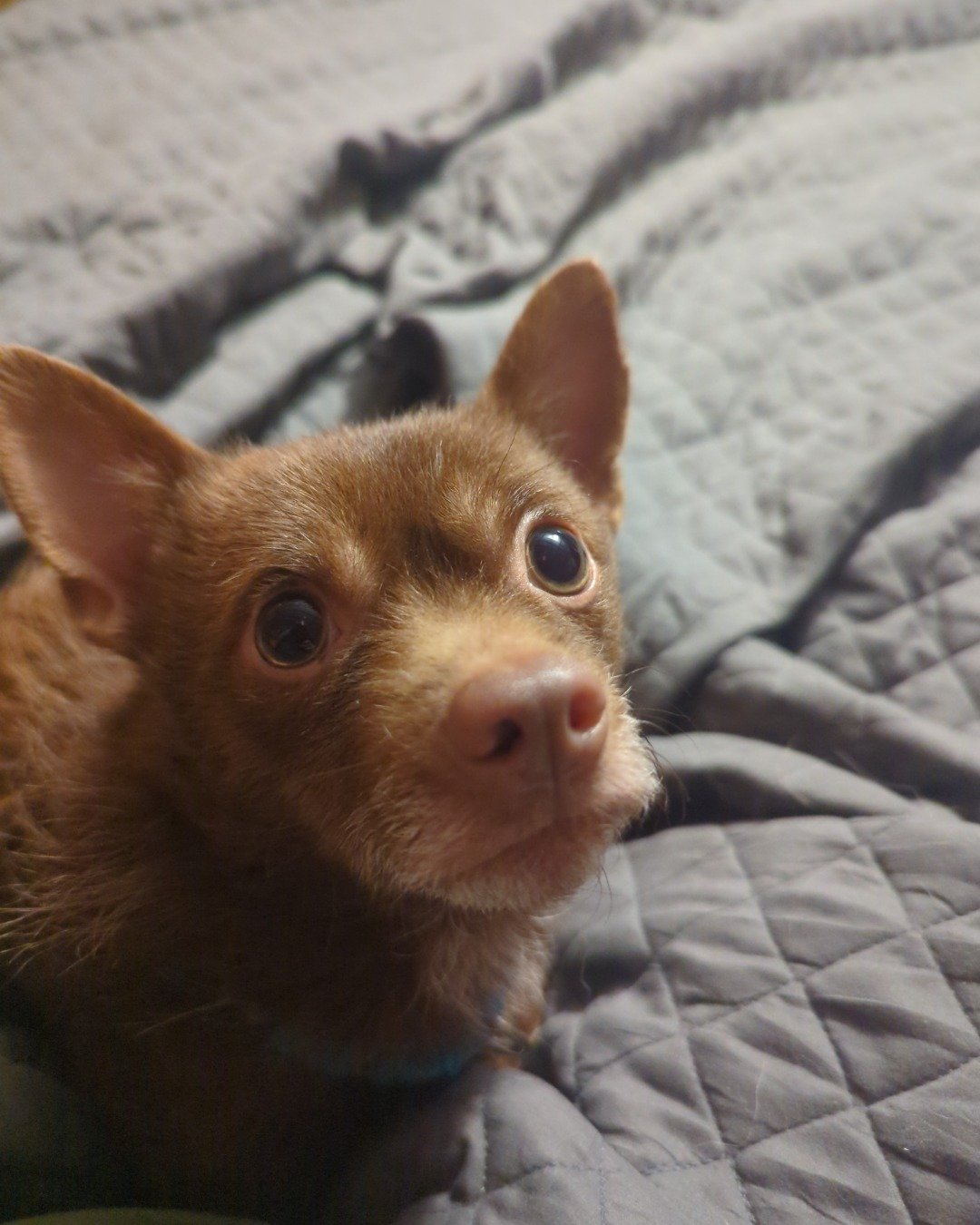 Bo the Chihuahua. Dog, Puppy, Chihuahua