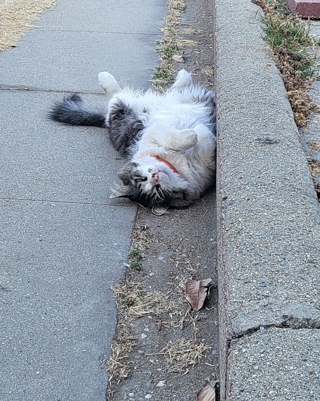 Farley Fart the tabby. Slate, Path, Sidewalk, Cat, Accessories, Strap