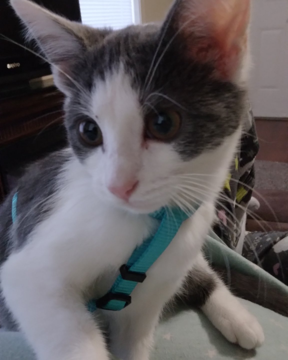 Cloudfur the American Shorthair. Cat, Kitten, Accessories, Strap