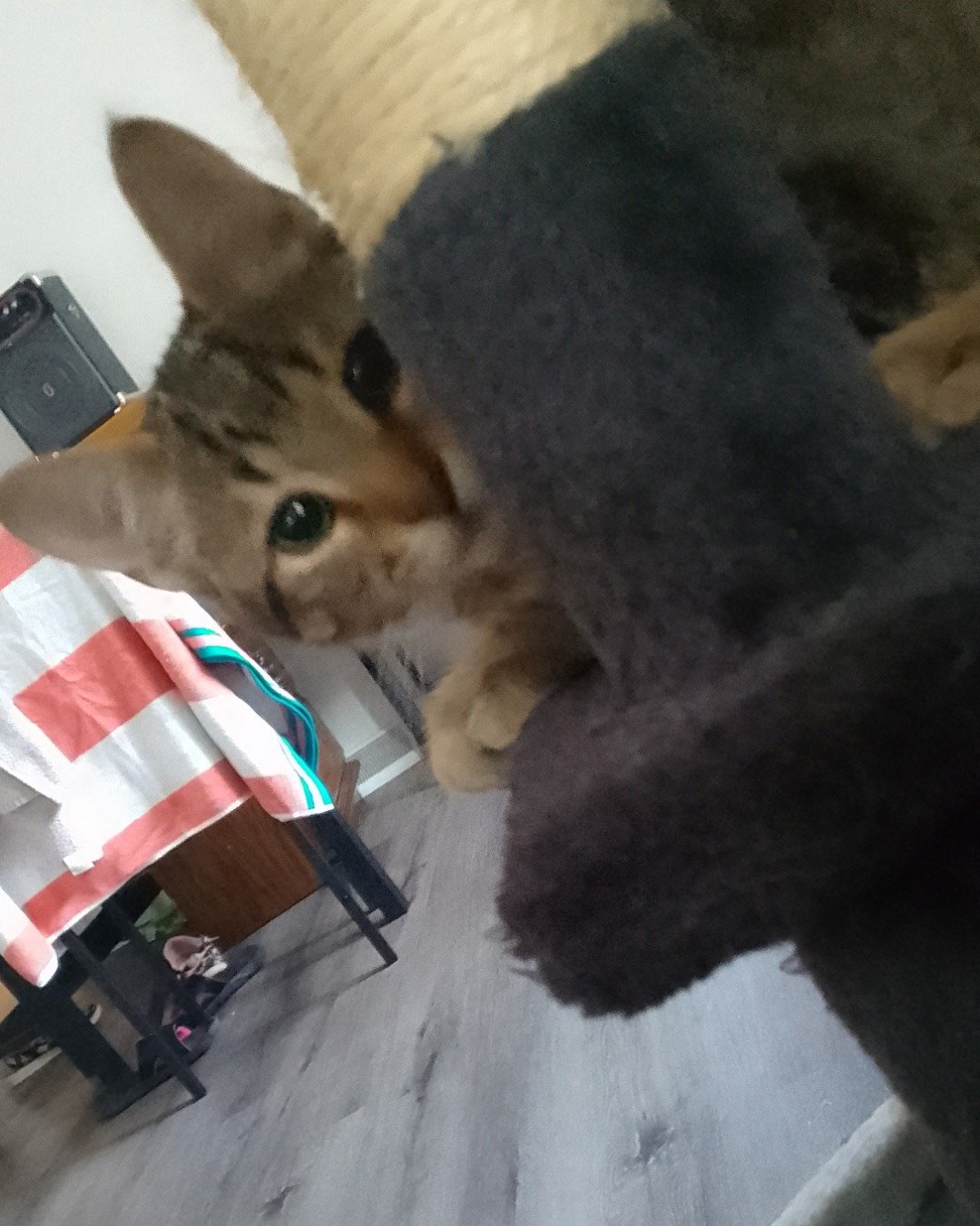 Pepper the brown Tabby. Cat, Plant, Potted Plant, Kitten, Person