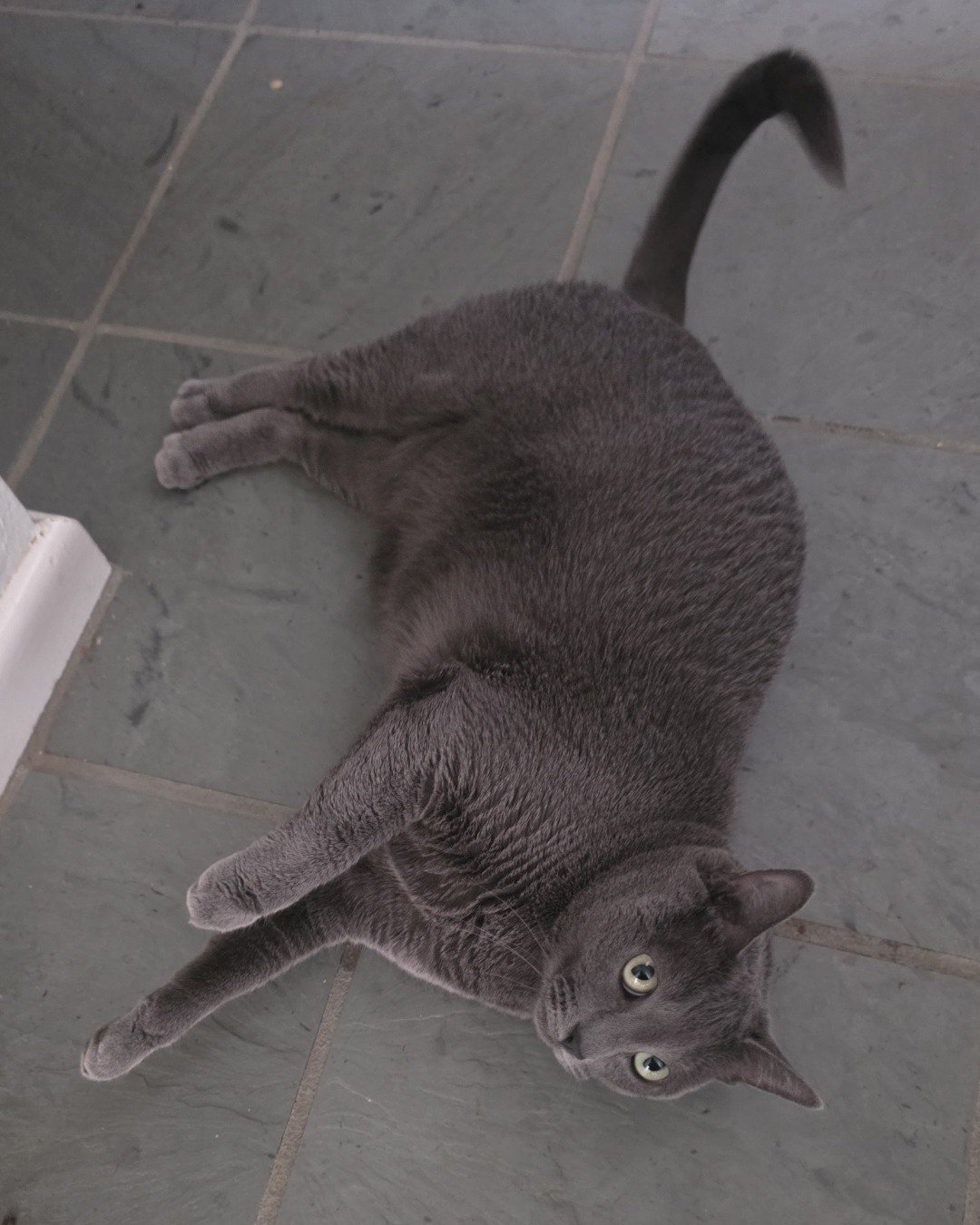 Cotton the Korat. Cat, Abyssinian