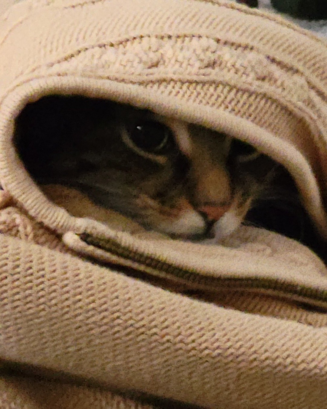 Pretty Girl (PG). Blanket, Cat