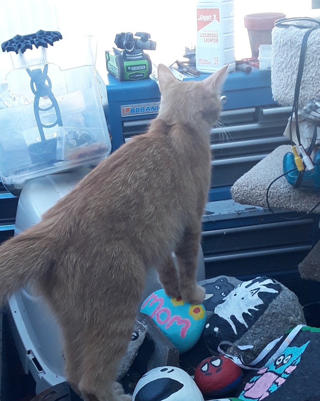 pumpkin the orange tabby. Clothing, Footwear, Shoe, Plant, Potted Plant, Sneaker