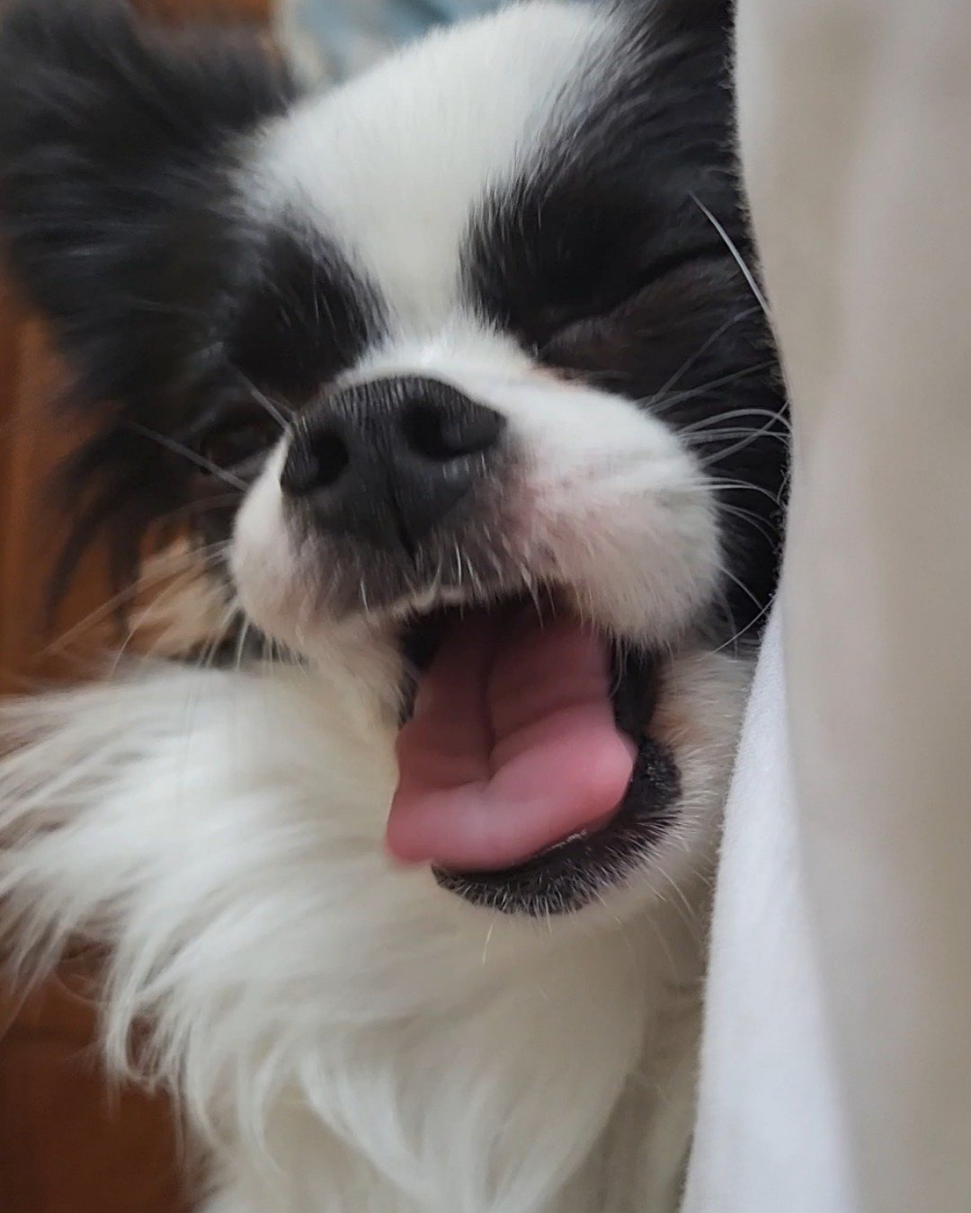 Danny the Long haired Chihuahua. Dog, Puppy, Cocker Spaniel, Papillon