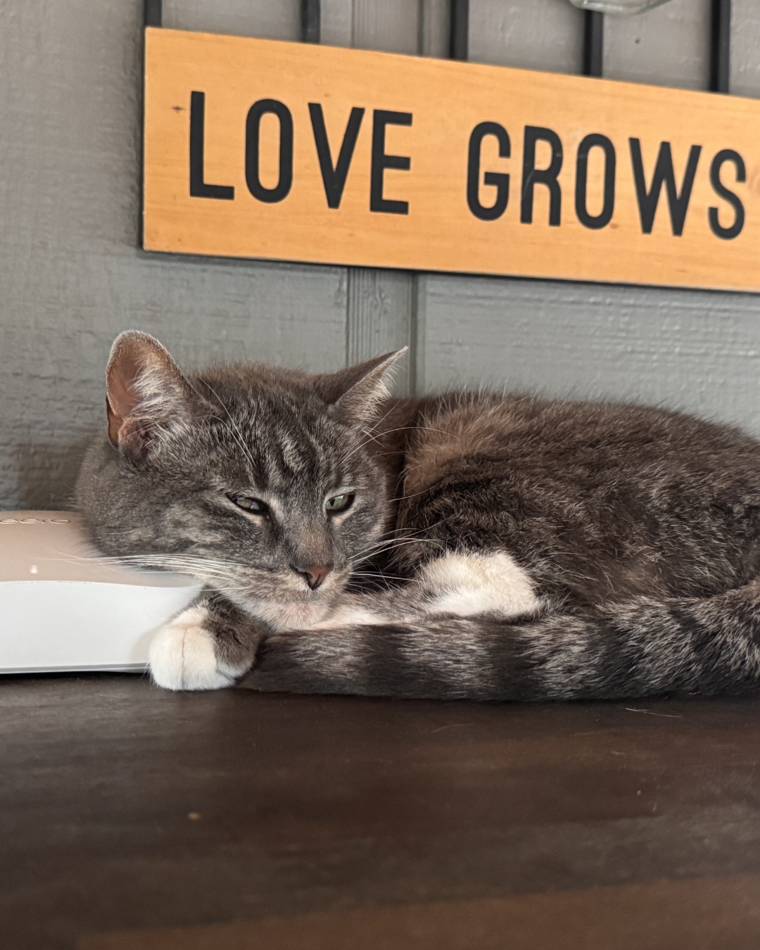 Betty the American Tabby — Wood, Cat, Kitten, Hardwood, Manx