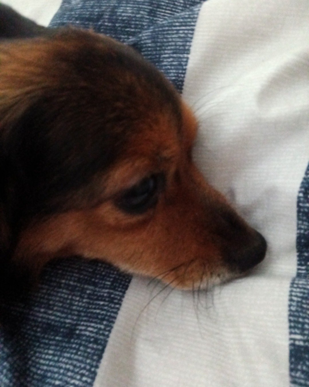 lady. Dog, Puppy, Hound
