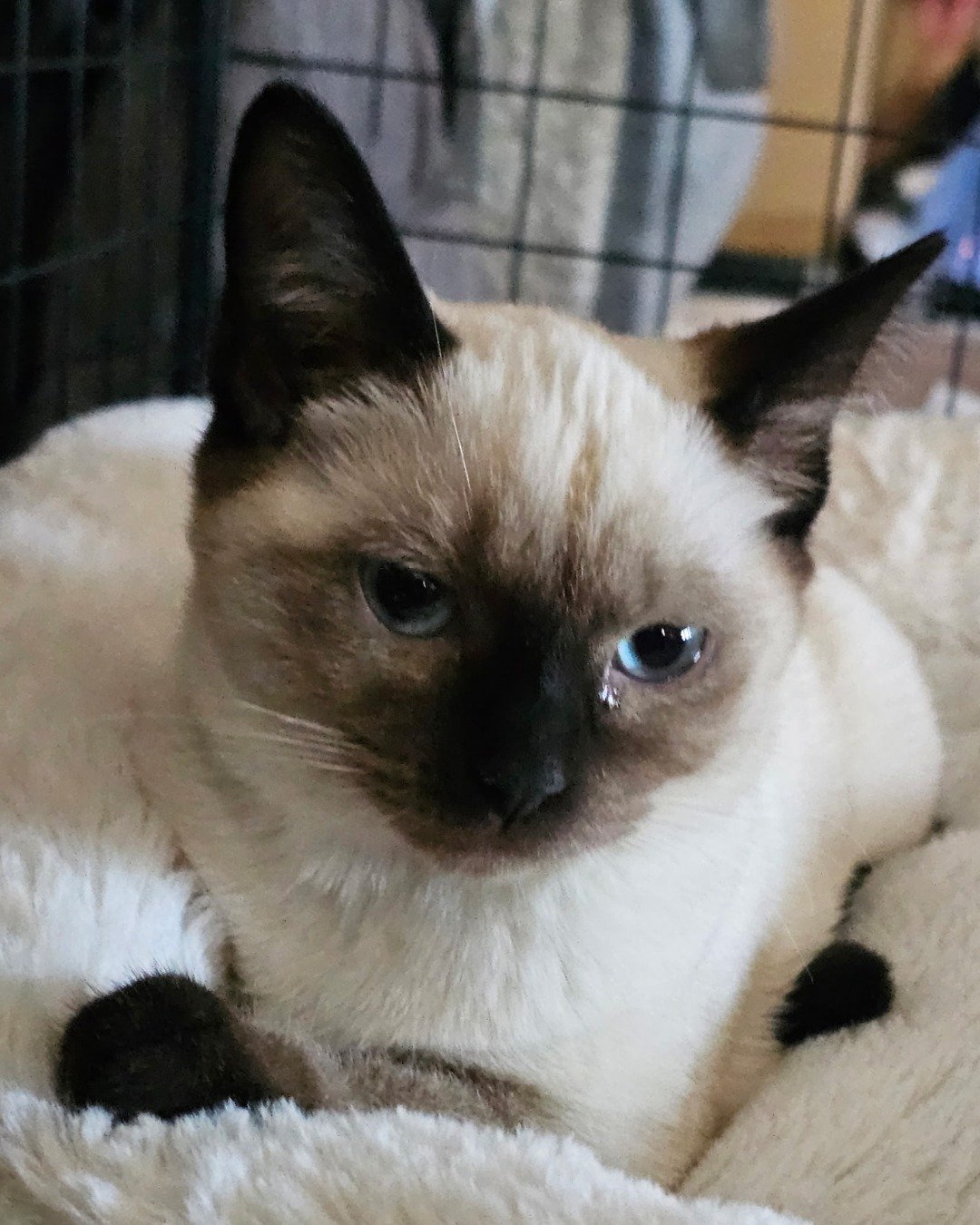 Luna🌙💫 (twin of Stella) the Siamese. Cat, Siamese