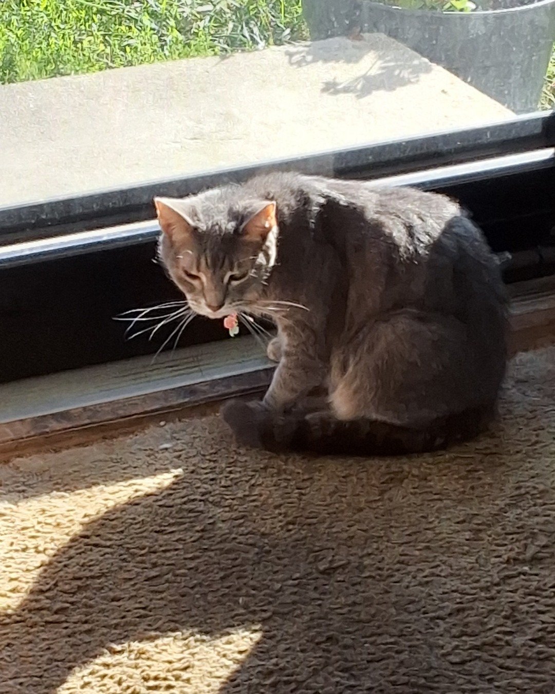 Rosey the Tabby Cat. Cat, Kitten, Manx