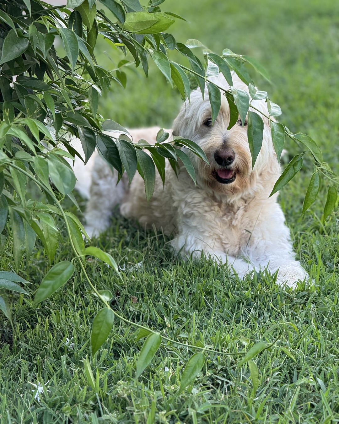Bria the Goldendoodle