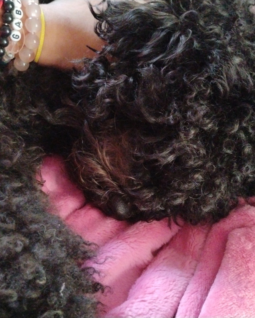 Brownie the black poodle. Person, Dog, Puppy, Poodle