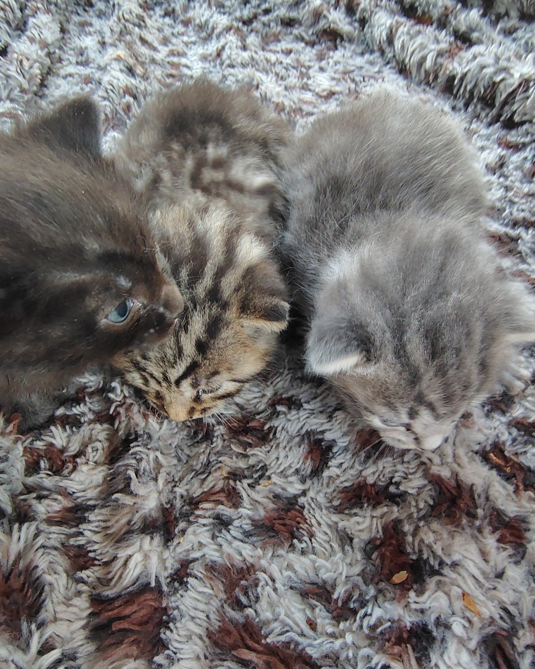 The brothers {Zeus peanut Oreo and sometimes there sister an the domestic short-haired. Cat, Kitten, Manx, Home Decor