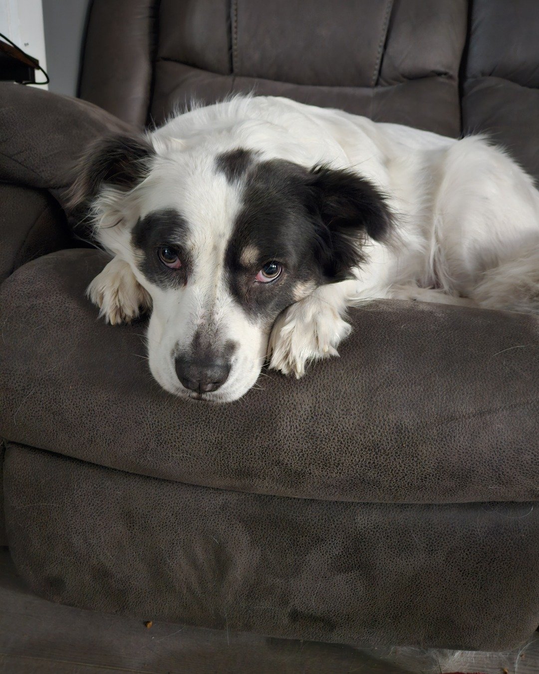 Grayson the Border Collie Shepherd Mix. Couch, Furniture, Dog, Chair