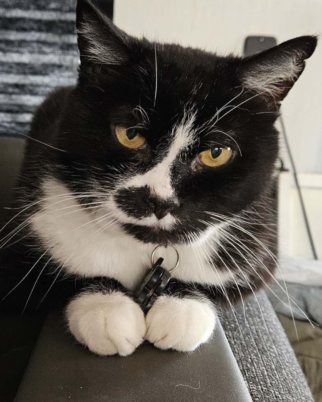 Nugget the Tuxedo cat. Cat