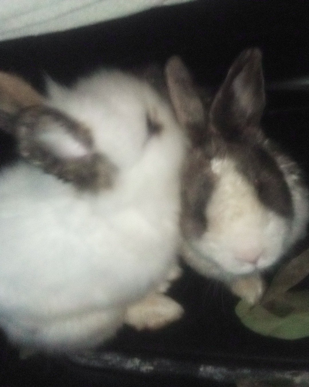 stormy and Lola bunny. Hare, Rodent, Rabbit, Cat