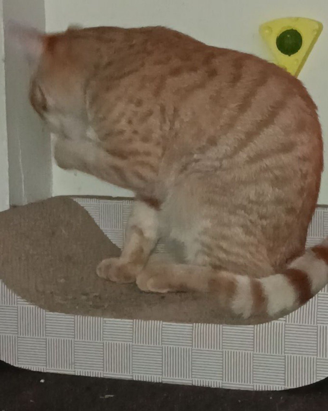 Snarfy the orange tabby. Cat